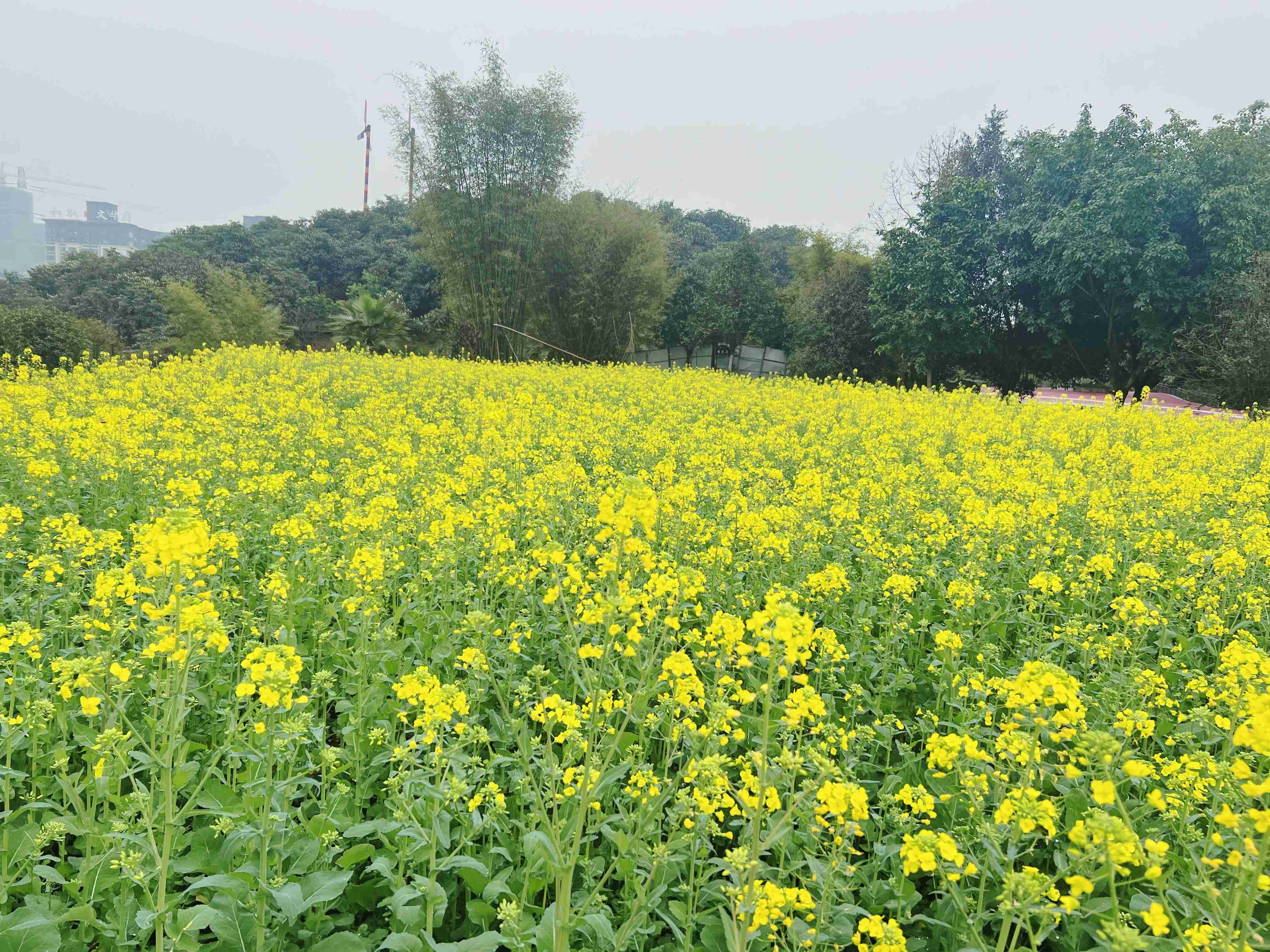 3393cfe97de7fbf8e9f5ef476f71449(1)(1)